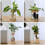 vase verre transparent moderne plante verte minimaliste bois naturel rond simple