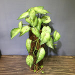 plantes artificielles feuilles ovales vert clair vert foncé naturel accrochées extérieur decoration 90cm 23feuilles