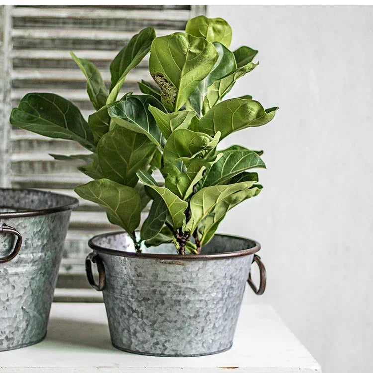 seau métal vintage anses rouille plante verte fleur blanche pot terre cuite brique rouge