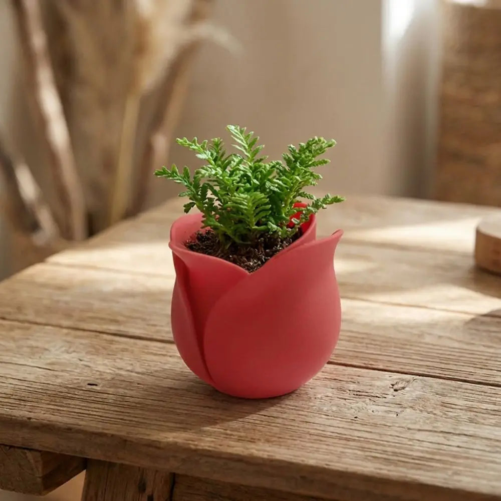 pots tulipe rouge rose décor modernes intérieur plantes fleurs cache pots opaques chambre cuisine