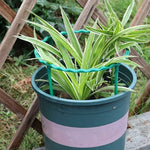 support plante spirale vert moderne clips assemblage facile jardin balcon vert