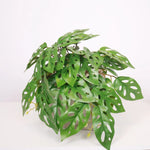 plantes artificielles vertes feuilles perforées modernes décoration intérieure pot tropical