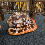 coquilles mollusque naturelles orange rayées décoration intérieure méditerranéenne ornementales 10 18cm