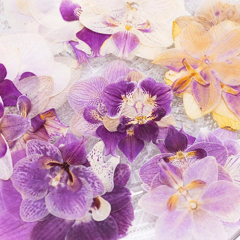 fleurs séchées phalaenopsis violettes blanches jaunes naturelles décoration artisanale intérieur