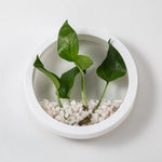 pots plante hydroponique mural noir blanc rose bleu moderne minimaliste fixation murale