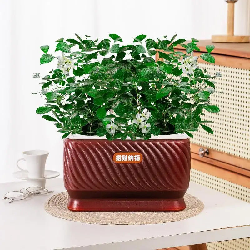 pots fleurs auto arrosants plastique texturé moderne rouge blanc decoration maison plantes jasmin monstera