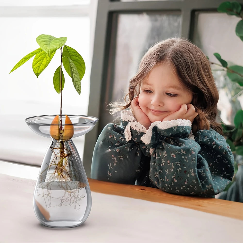 vase transparent moderne plante avocet germination jardin pot fleuri minimaliste
