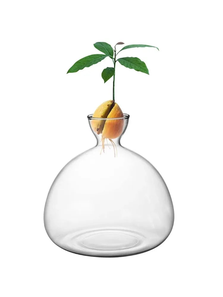 vase verre transparent germination avocat plante fleur decoration intérieure moderne jardinière croissance racines feuxilles