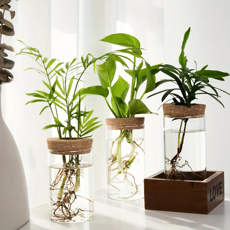 pot plante verre transparent moderne minimaliste bouchon liège enracinement plante décoration maison