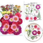 fleurs séchées multicolores variées naturelles scrapbooking décoration maison artisanat DIY