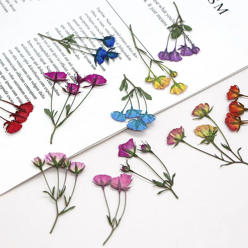 fleurs séchées rouge rose violet bleu jaune feuilles vertes décoration maison scrapbooking diy