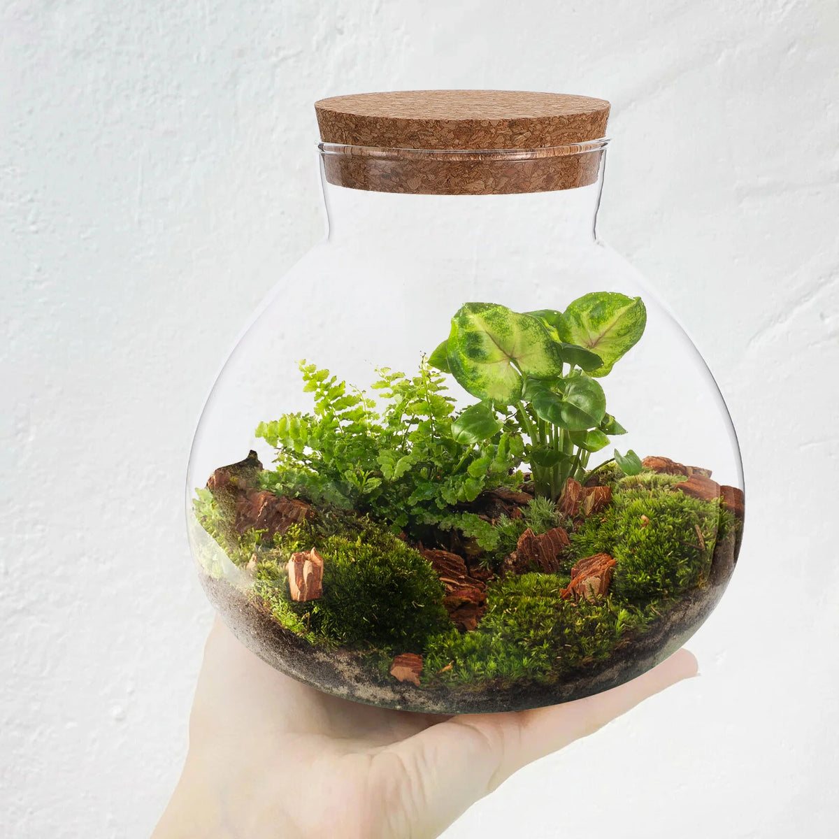 Terrarium DIY pour micro-paysage intérieur détaillé