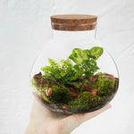 Terrarium DIY pour micro-paysage intérieur détaillé