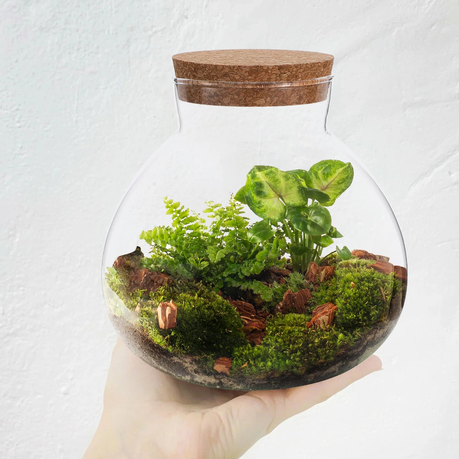Terrarium DIY pour micro-paysage intérieur détaillé