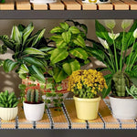Étagère à plantes supportant des succulentes en intérieur