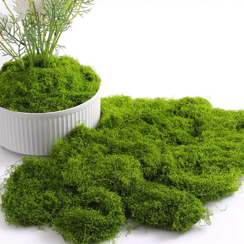 mousse séchée naturelle fibres fines vert gris beige décoration jardin intérieur artisanat