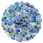 autocollants fleurs hydrangeas bleu violet blanc 50pièces bricolage scrapbooking téléphone bagages skateboard imperméables