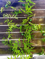 pinces plantes adhésives vertes feuilles imprimées modernes support mur invisible 10 20 50 pièces