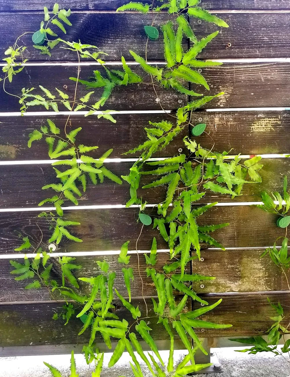 pinces plantes adhésives vertes feuilles imprimées modernes support mur invisible 10 20 50 pièces