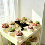 support plante forme dinosaure noir mat contemporain adhésif succulenteintérieur extérieur