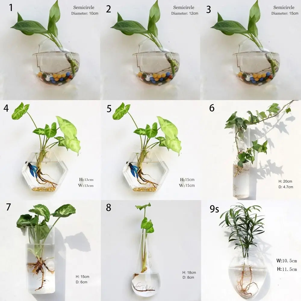vase transparent moderne verre plante racines intérieur décoration hydroponique fleur