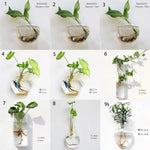 vase transparent moderne verre plante racines intérieur décoration hydroponique fleur