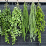 plantes suspendues vigne feuilles vertes rustiques extérieures accrochées naturellement exposéesextérieur decoration