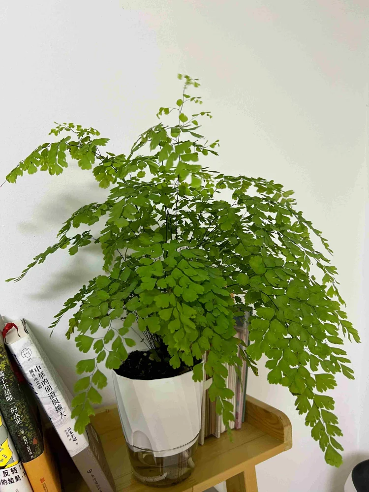 jardinière autoarrosage transparente moderne pot plissé hydroponique plante verte minimaliste