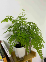 jardinière autoarrosage transparente moderne pot plissé hydroponique plante verte minimaliste