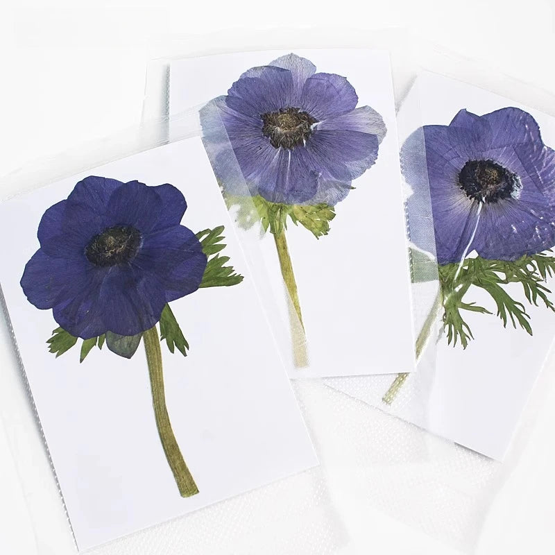 cartes postales fleurs pressées violet rouge classique adhésif intérieur anniversaire baby shower graduation