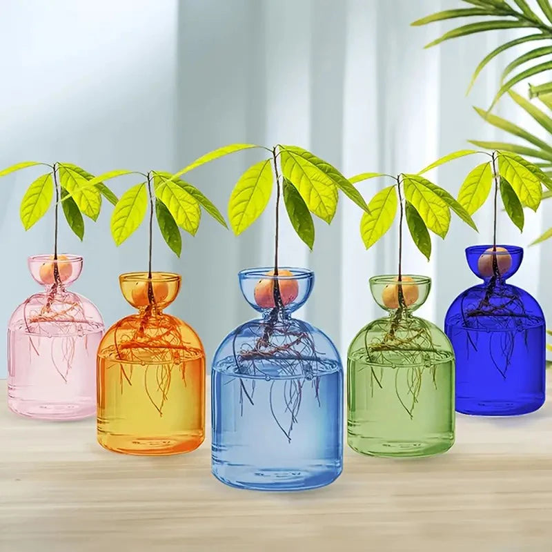 Pot plante moderne transparent coloré hauteur 15cm eau plante inclusion rose orange bleu vert