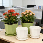 pots fleurs absorption eau succulentes intérieur décoration maison vert blanc moderne