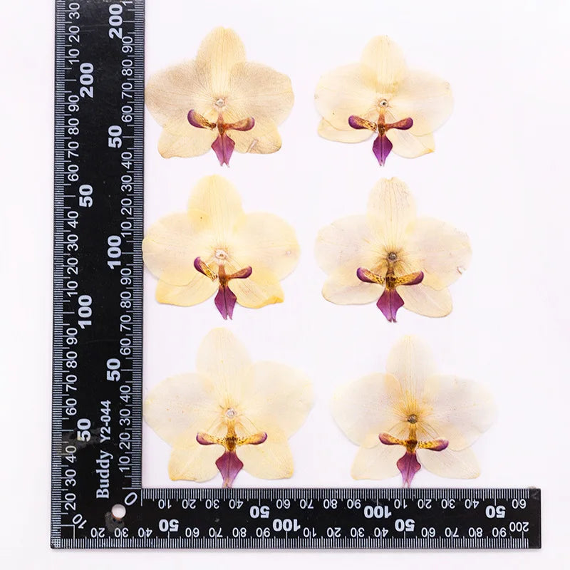 fleurs séchées phalaenopsis violettes blanches jaunes naturelles décoration artisanale intérieur