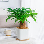 pots carrés auto arrosage plante verte intérieur balcon nordique rayures verticales plastique épaisseau