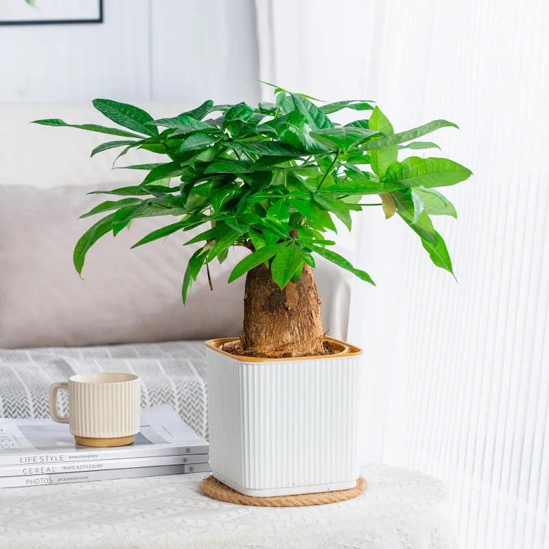 pots carrés auto arrosage plante verte intérieur balcon nordique rayures verticales plastique épaisseau