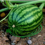 support fruits grille plantation clips accessoires potager robuste vert jardinageétalement