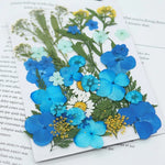 fleurs séchées multicolores variées naturelles scrapbooking décoration maison artisanat DIY