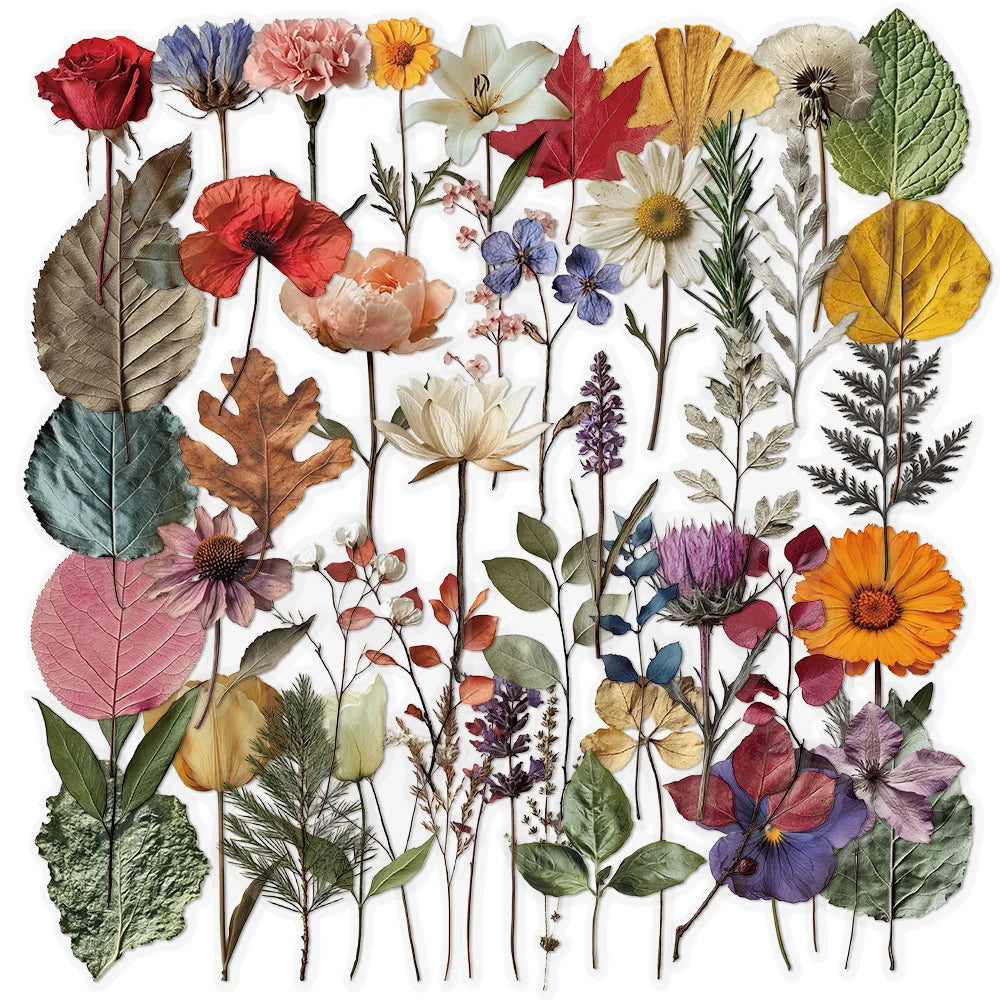 autocollants fleurs séchées feuilles naturels variés transparents orange blanc rouge vert marron bleu