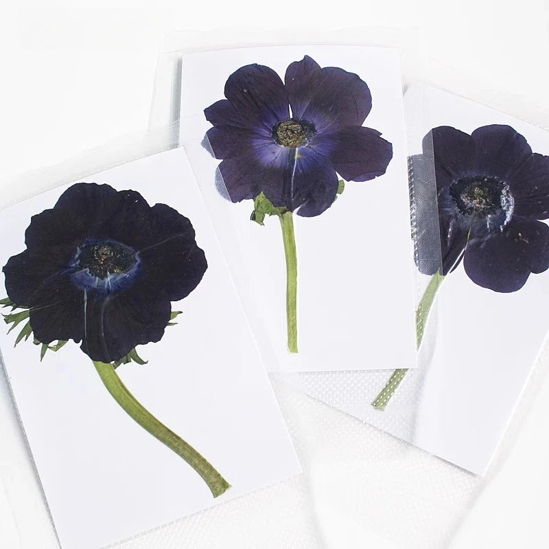 cartes postales fleurs pressées violet rouge classique adhésif intérieur anniversaire baby shower graduation