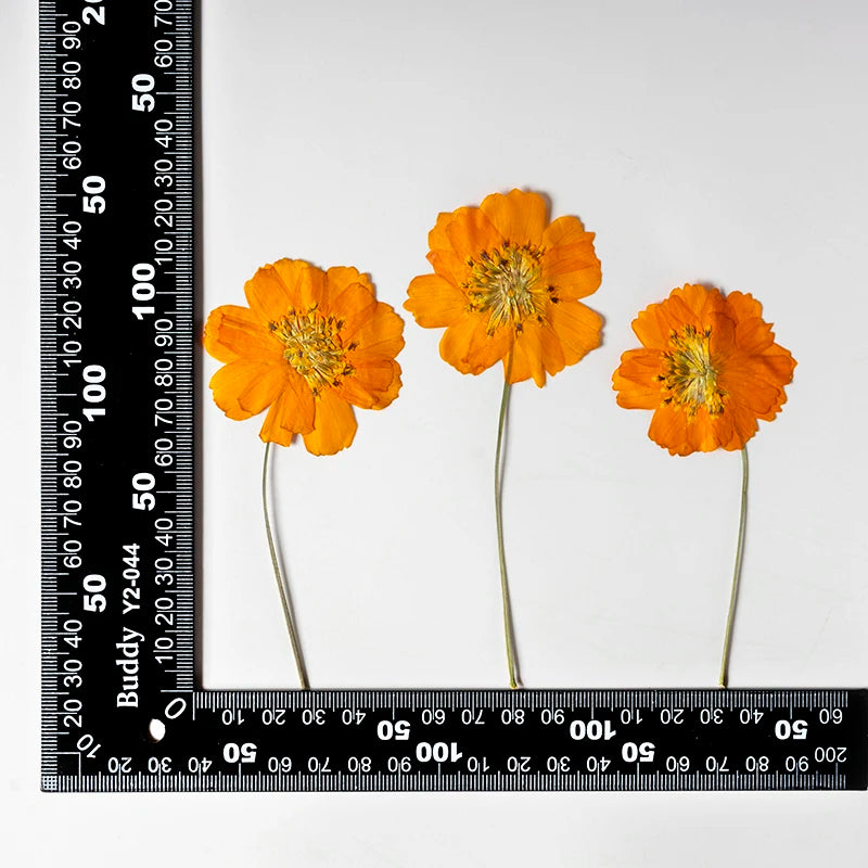 fleurs séchées orange jaune naturel decoration intérieur stamens petals clips artificiel rustic DIY