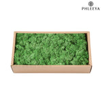 mousse séchée naturelle décorative fleurs séchées rustiques vert rose bleu violet maison intérieur