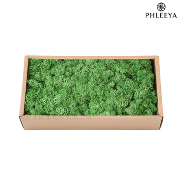 mousse séchée naturelle décorative fleurs séchées rustiques vert rose bleu violet maison intérieur