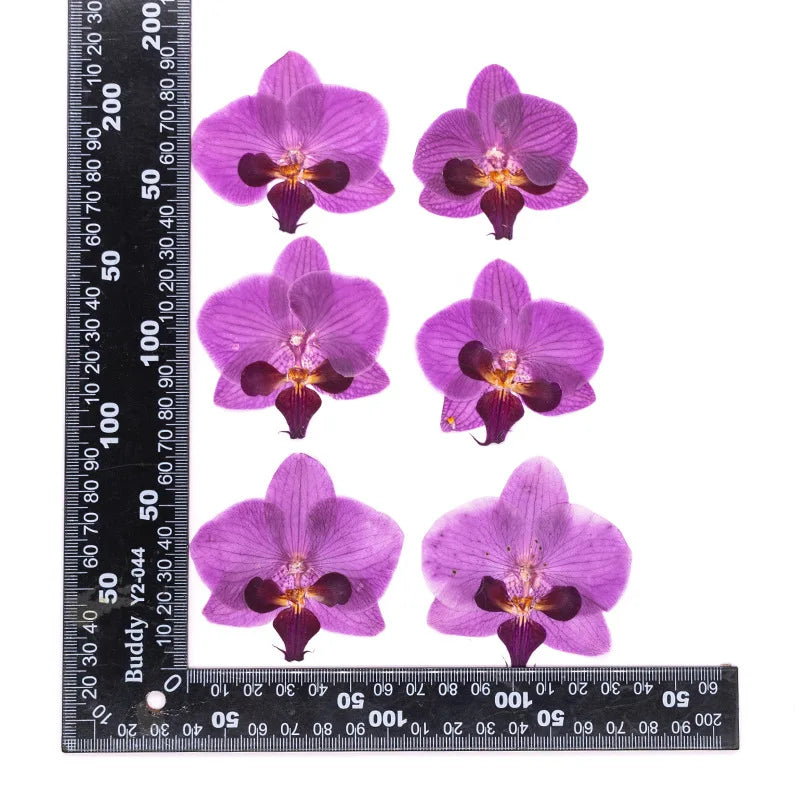fleurs séchées phalaenopsis violettes blanches jaunes naturelles décoration artisanale intérieur