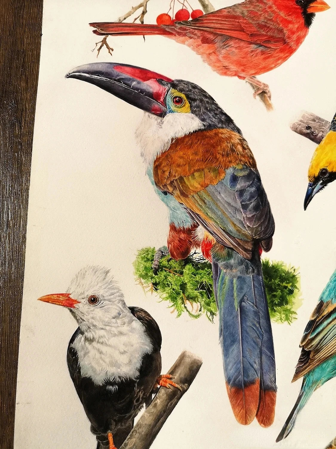 palette peinture aquarelle multicolore compartiments traditionnelle boite bois artiste illustration oiseaux