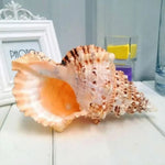 coquillage naturel orange texture rustique décoration intérieure support bois beige animal compagnie moderne