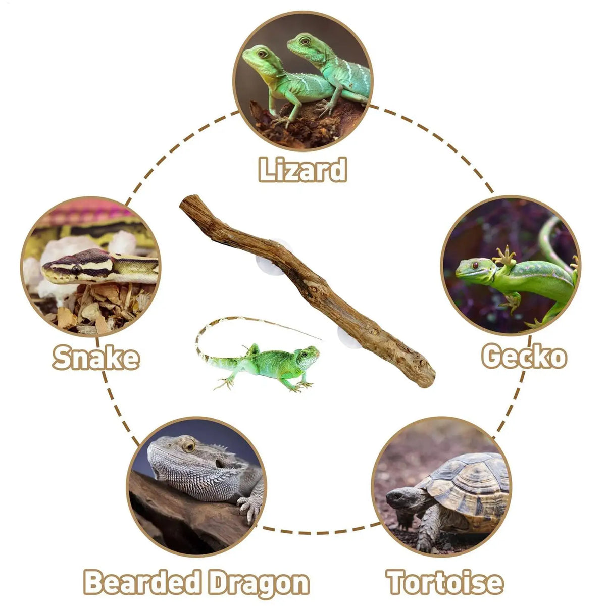 décoration naturelle branche bois marron clair antidérapante reptile habitat bearded dragon serpent