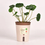 pots plantes plastiques couleurs beige orange vert modernes minimalistes dimensions