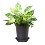 pots fleurs noirs modernes plastique plateau différentes tailles jardinage durable