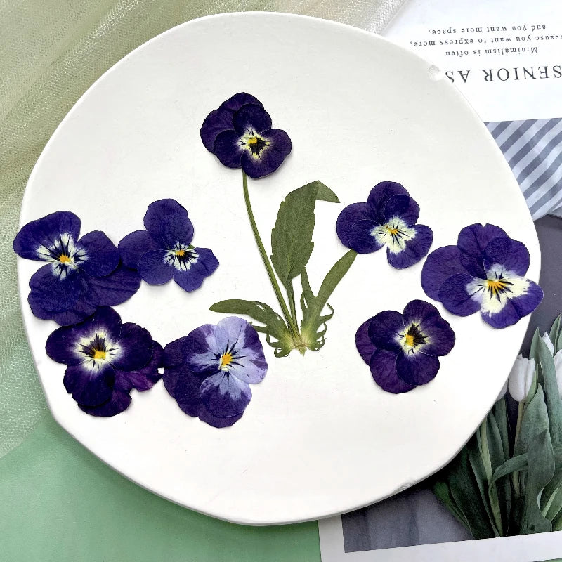 fleurs séchées violettes jaunes décoratives bricolage résine bijoux étui téléphone maquillage pétale simple naturel