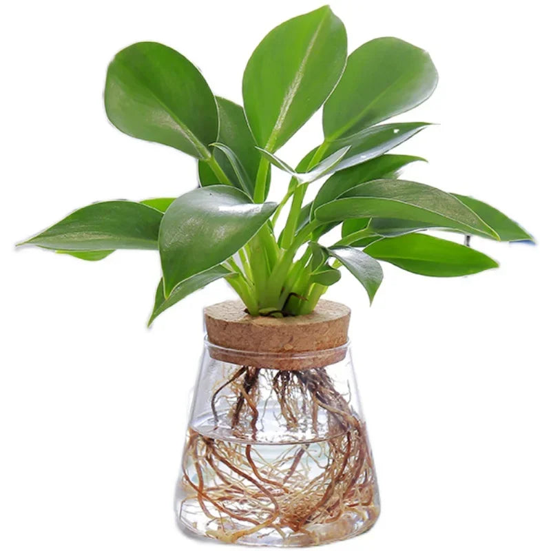vase verre transparent plante aquatique moderne décoration intérieure nordiqueIKEbana esthétique